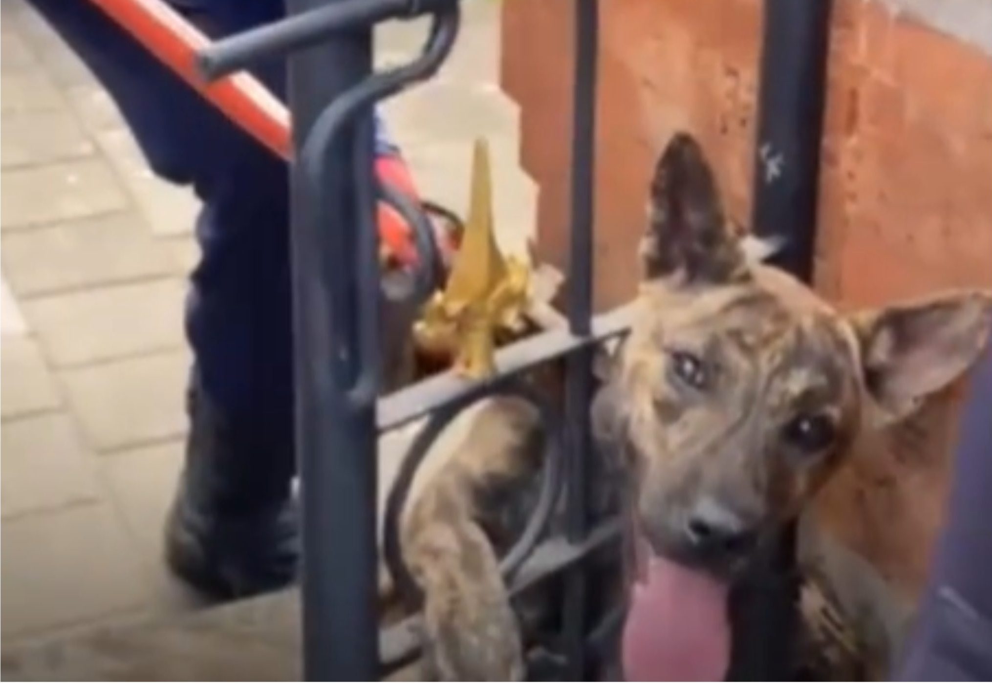 Anjing Terjepit di Sela-sela Pagar Pura, Damkar Turun Tangan