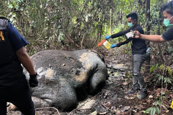 Ditemukan Tewas Tanpa Kepala, Diduga Gajah Sumatera Ditembak Pemburu