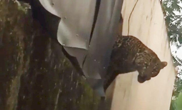 Viral Macan Tutul Masuk Permukiman Warga Pacet Bandung, 2 Orang Terluka