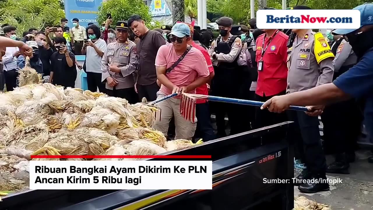 Ribuan Bangkai Ayam Dikirim ke PLN, Peternak Ancam Tambah 5.000!